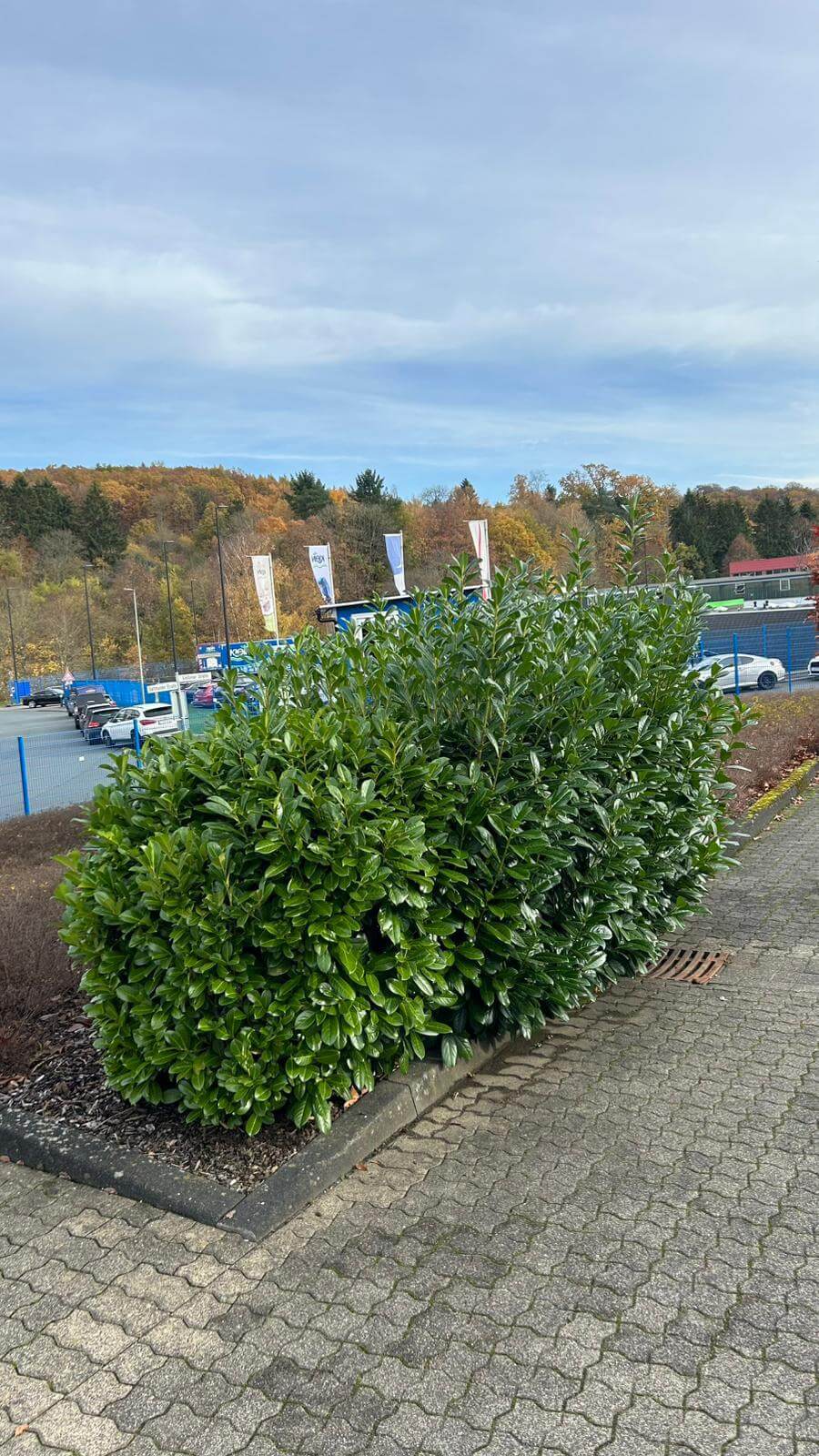 Zhuta Gartenbau Referenz 6